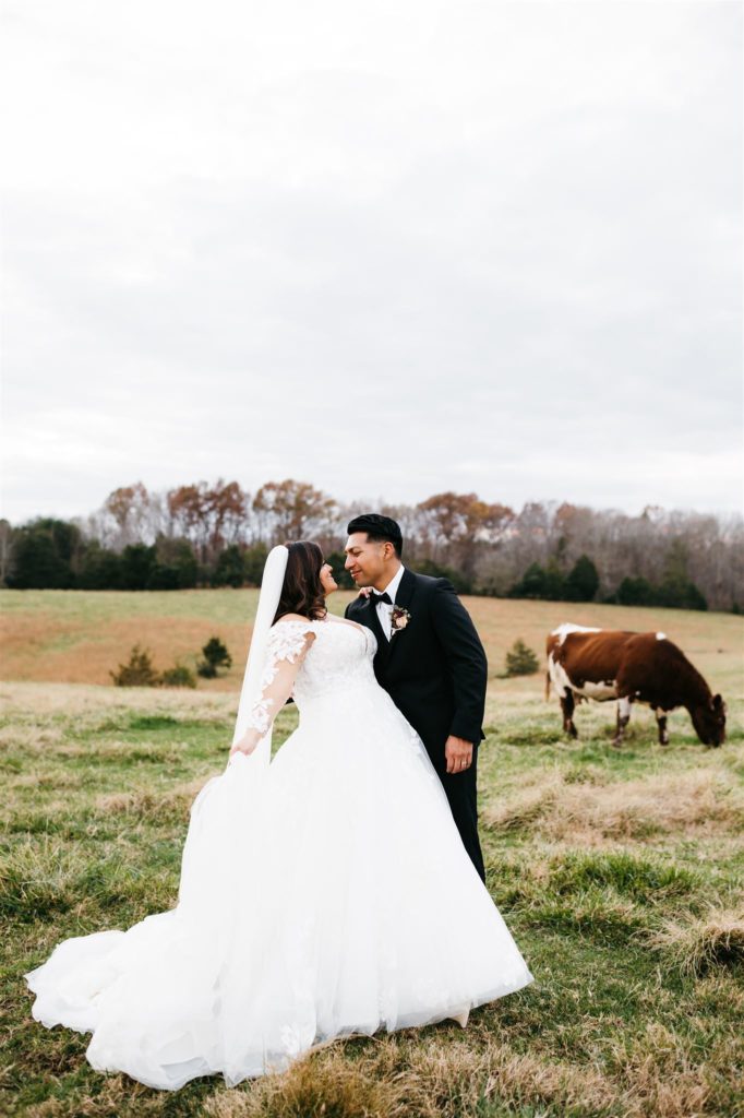 bride and groom posing in a field surrounded by cows for their outdoor wedding in Shenandoah Valley wedding venues with Virginia wedding photographer