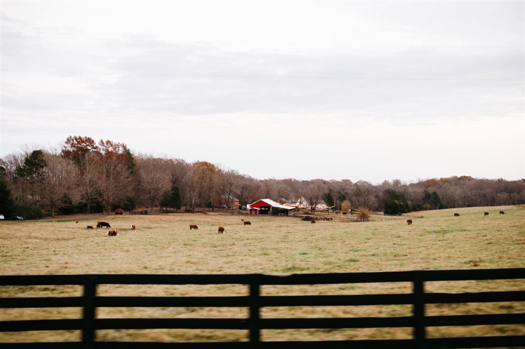 Shenandoah valley wedding venues with pastures full of livestock for outdoor weddings captured by Virginia wedding photographer 